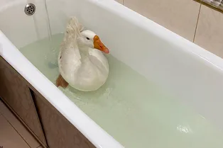 Птичку жалко: мужчина выиграл гуся и не может расстаться с ним