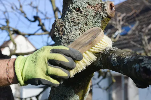 Как удалить мох со ствола дерева — 2 щадящих метода