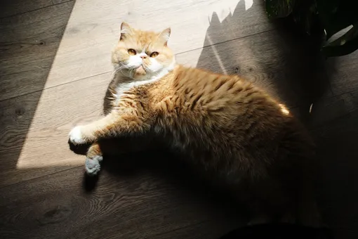 Экзотическая короткошерстная Лучшие породы кошек для детей: топ-10 самых добрых и терпеливых фото