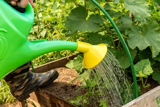 Полив огурцов Полив огурцов