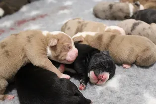 Супермама: собака родила 20 щенят за один раз