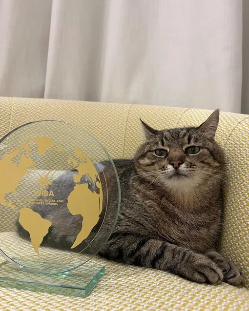 Кот СТепан Кот СТепан