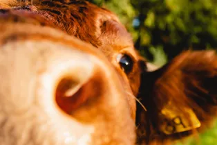 В мире набирают популярность обнимашки с коровами. Говорят, это лечит