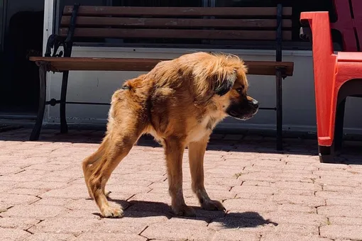 Для любви размер не важен: собака с аномально коротким позвоночником нашла дом Для любви размер не важен: собака с аномально коротким позвоночником нашла дом