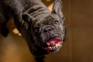 Странно и трогательно: пес привязался к плоскому камню — они почти друзья Странно и трогательно: пес привязался к плоскому камню — они почти друзья