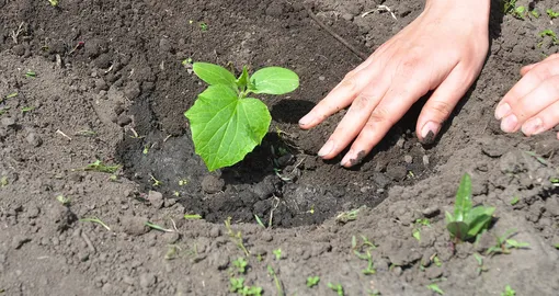 Сроки и способ посева огурцов Сроки и способ посева огурцов