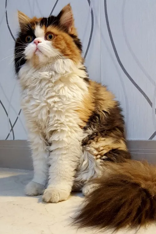 Персидские кошки могут мстить, только в том случае, если их обидеть