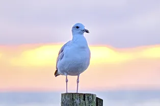 «Как русалка»: девушка проплыла 20 метров в холодном море, чтобы спасти чайку