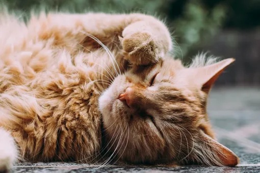 Мальт-паста для вывода шерсти из желудка кошки: что это такое и как применять Мальт-паста для вывода шерсти из желудка кошки: что это такое и как применять