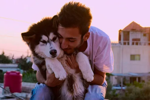 «Собаки» «Собаки»