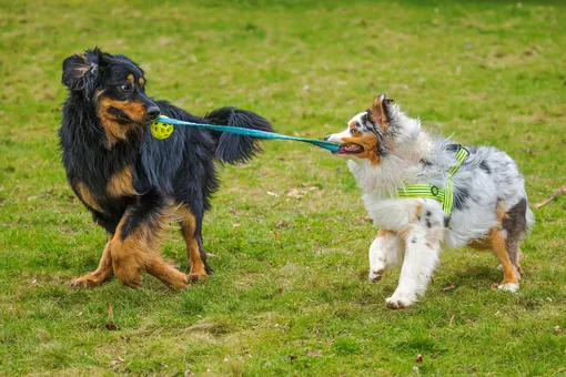 Как меняется поведение собак с возрастом