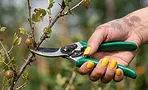 Обрезка крыжовника после сбора урожая: как омолодить куст и собирать ягоды вёдрами, а не горстями Обрезка крыжовника после сбора урожая: как омолодить куст и собирать ягоды вёдрами, а не горстями
