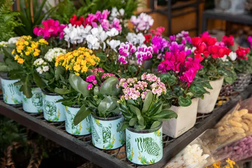 Как ухаживать за каланхоэ Блоссфельда для пышного цветения Как ухаживать за каланхоэ Блоссфельда для пышного цветения