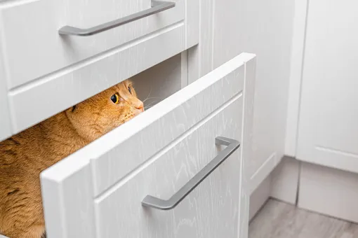 5 мест в доме, которые не обязательно чистить во время уборки, и кот