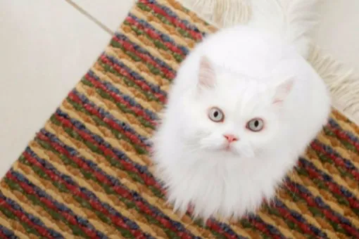 Как удалить следы кошачей мести из квартиры Как удалить следы кошачей мести из квартиры