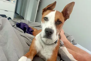 Знает, как развлечь девушку: пес пришел домой к подружке и уничтожил сад