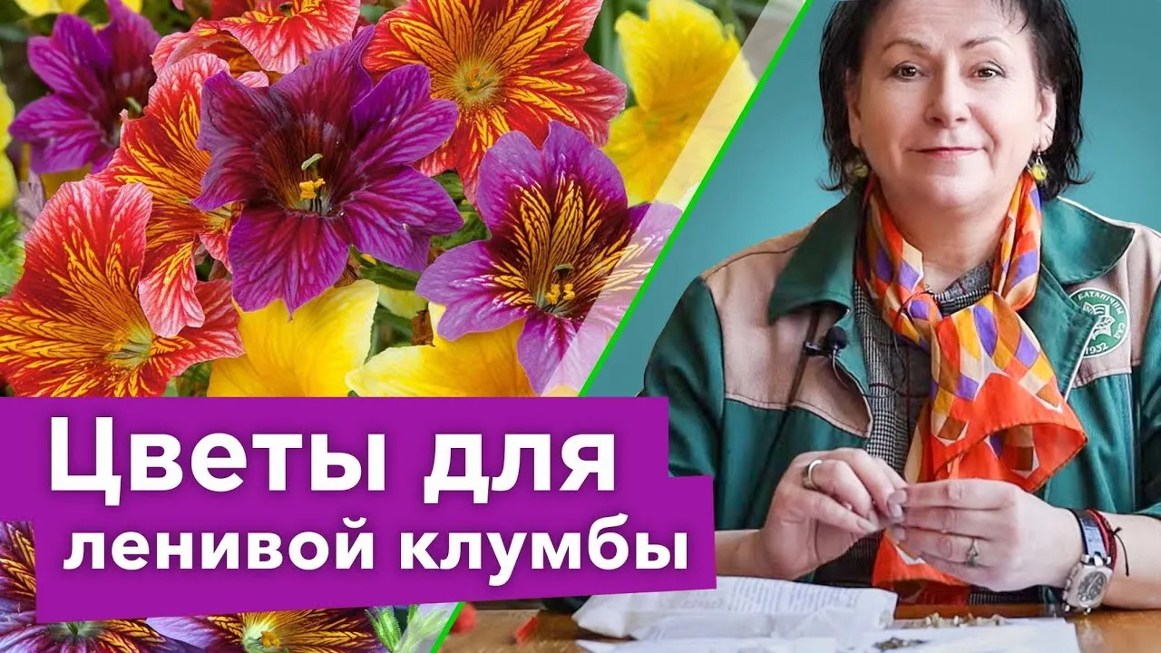 Нажми и смотри Нажми и смотри