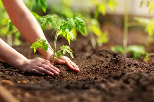 Закопайте осенью в грядку томат: весной получите рассаду с богатырским здоровьем Закопайте осенью в грядку томат: весной получите рассаду с богатырским здоровьем