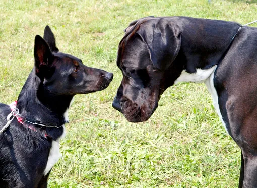 Как собаки приветствуют друг друга