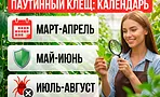 Паутинный клещ по месяцам: календарь обработок с марта по октябрь Паутинный клещ по месяцам: календарь обработок с марта по октябрь