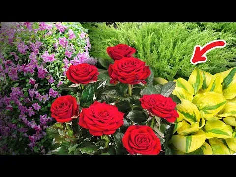 Нажми и смотри Нажми и смотри