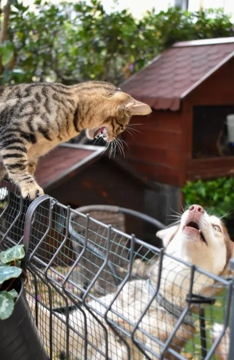 Супруги развелись из-за вражды своих питомцев