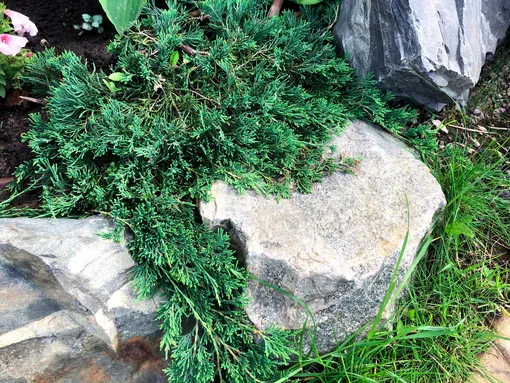 Можжевельник стелющийся Можжевельник стелющийся