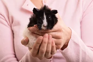 Сколько живут морские свинки разных пород