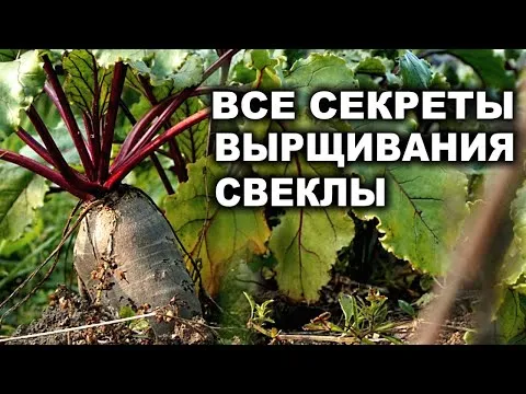 Нажми и смотри