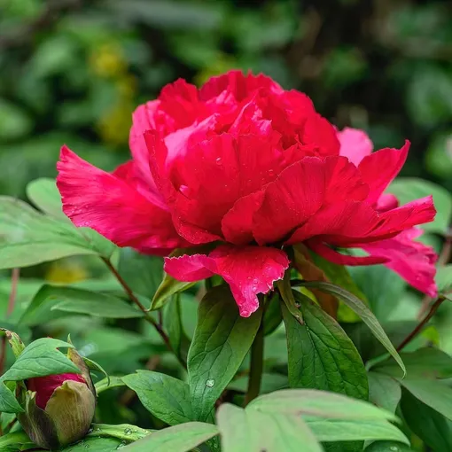 Пион «Као» Пион «Као»