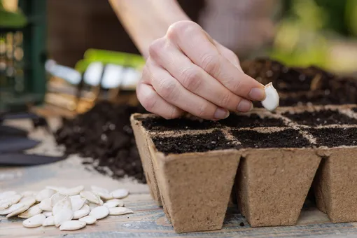 когда сажать рассаду в феврале