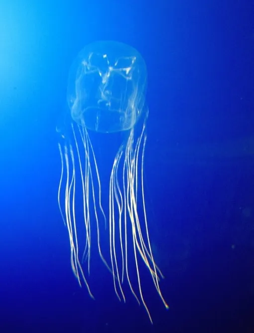 Кубомедузы смертельно опасны