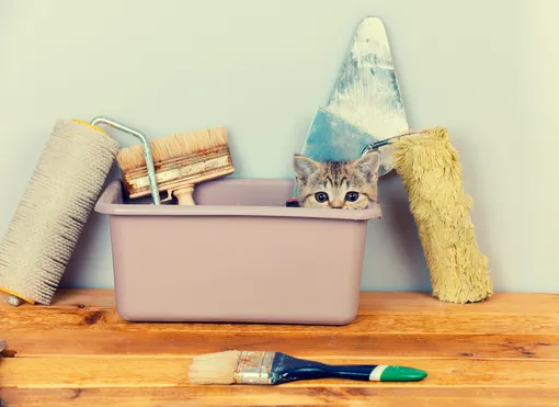 5 неожиданных мест в доме, которые точно пора покрасить, и кот