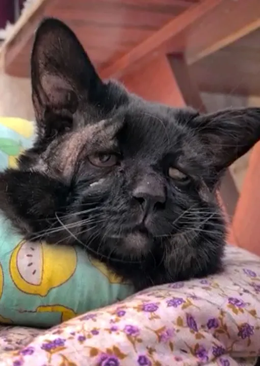 А так Суши выгляди сейчас А так Суши выгляди сейчас