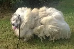 В заброшенном амбаре нашли «очень страшного» пса. Но вот кто скрывался за килограммами свалявшейся шерсти