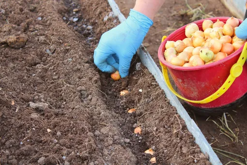 Сеем весной по правилам, которые работают до конца мая