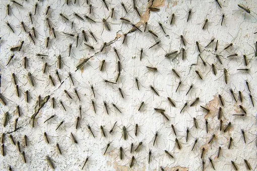 Ученые выпустили миллионы генномодифицированных комаров, чтобы сократить популяцию Aedes aegypti. комары