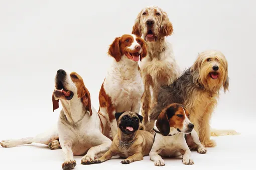 13 собак сгорели заживо в приюте из-за пьянки сторожа 13 собак сгорели заживо в приюте из-за пьянки сторожа