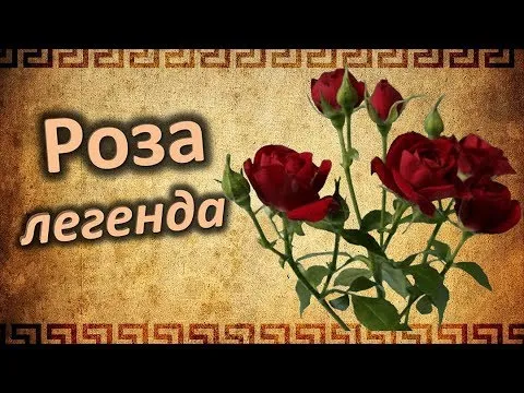Нажми и смотри