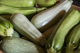 Как вырастить хороший урожай кабачков