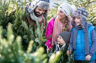 Когда начнут продавать живые ёлки в Москве и куда их девать после Нового года?