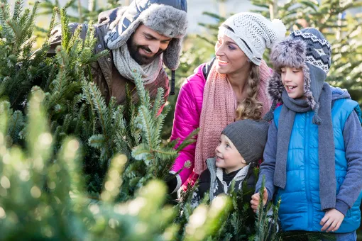 Когда начнут продавать живые ёлки в Москве и куда их девать после Нового года? Когда начнут продавать живые ёлки в Москве и куда их девать после Нового года?