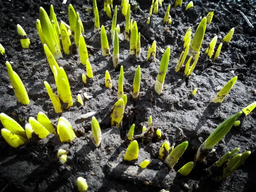 Посадка тюльпанов и нарциссов: 3 самые большие ошибки