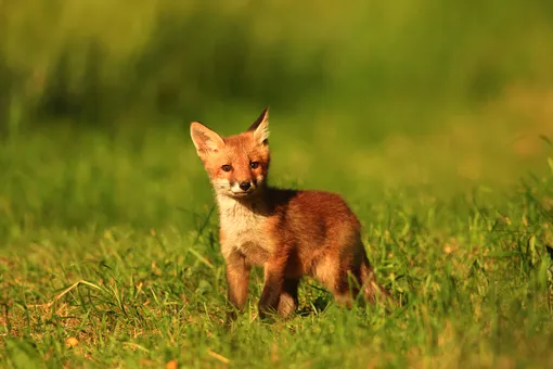 «Падали, были измождены»: жители Миасса показали фрагмент шоу с лисами «Падали, были измождены»: жители Миасса показали фрагмент шоу с лисами