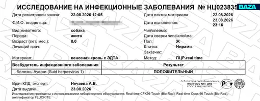 Исследование с обнаружением вируса Ауески Исследование с обнаружением вируса Ауески
