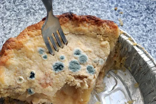 несвежая еда, плесень на еде несвежая еда, плесень на еде