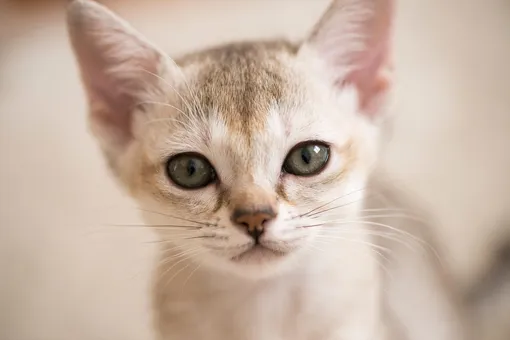 12 азиатских пород кошек с богатой историей