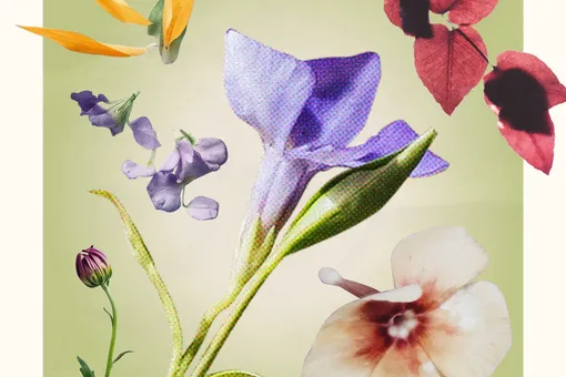 Как спасти мандариновое дерево: 5 простых советов от профессионалов Как спасти мандариновое дерево: 5 простых советов от профессионалов