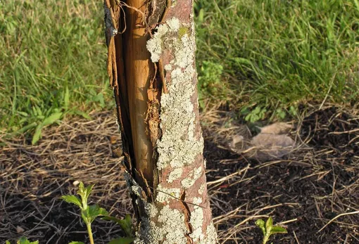 Зачем защищать плодовые деревья на зиму Зачем защищать плодовые деревья на зиму