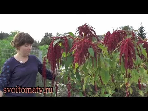 Нажми и смотри